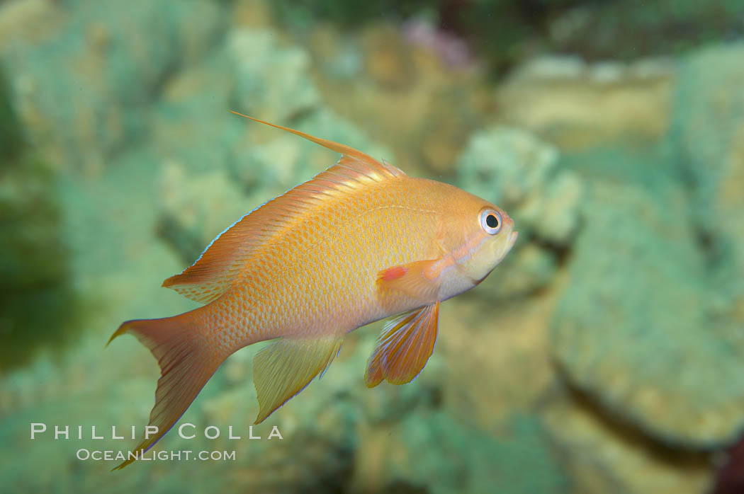 Lyretail fairy basslet, female., Pseudanthias squamipinnis, natural history stock photograph, photo id 11796