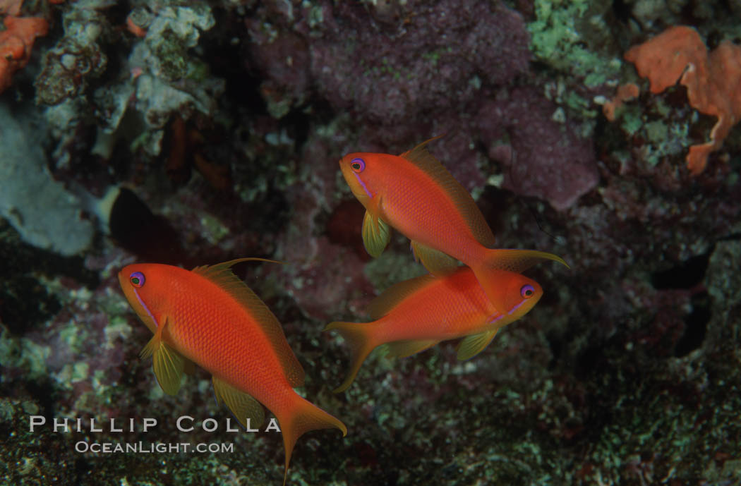 Jewel fairy basslet (female color form), also known as lyretail anthias. Egyptian Red Sea, Pseudanthias squamipinnis, natural history stock photograph, photo id 05227