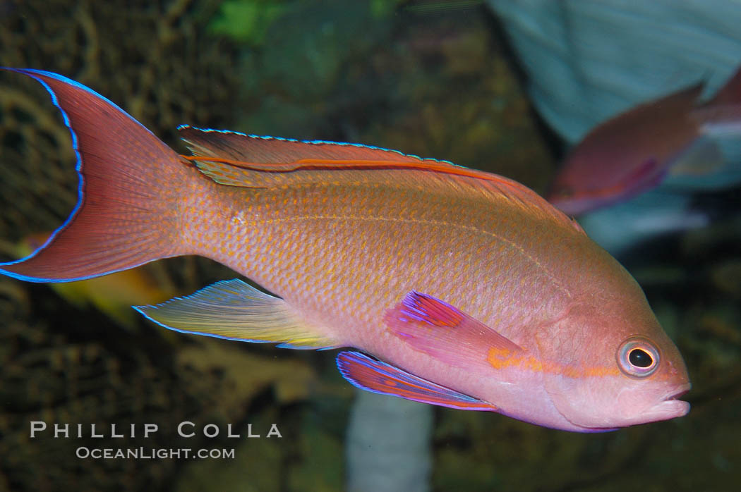 Sea goldie., Pseudanthias squamipinnis, natural history stock photograph, photo id 08887