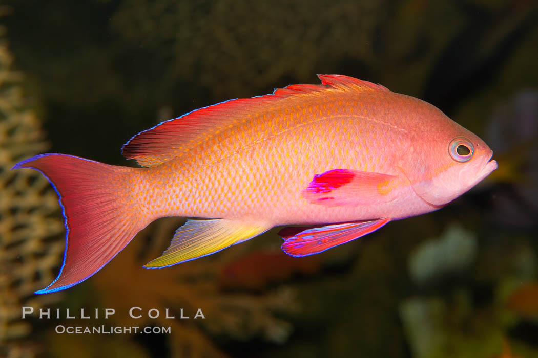 Lyretail fairy basslet, male., Pseudanthias squamipinnis, natural history stock photograph, photo id 12867