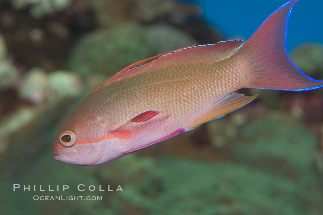 Lyretail fairy basslet, male., Pseudanthias squamipinnis, natural history stock photograph, photo id 07861