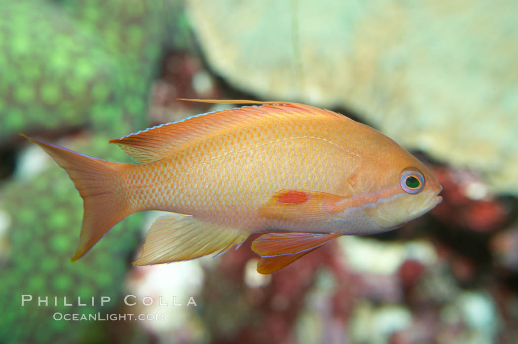 Lyretail fairy basslet, female., Pseudanthias squamipinnis, natural history stock photograph, photo id 11797