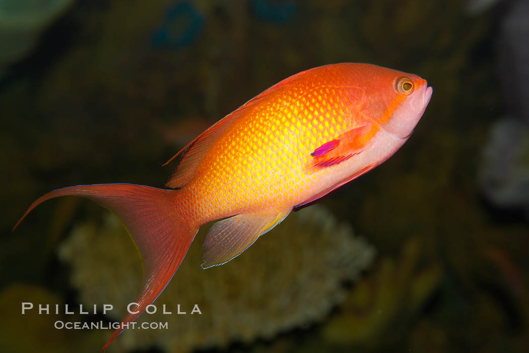 Lyretail fairy basslet, female., Pseudanthias squamipinnis, natural history stock photograph, photo id 12869
