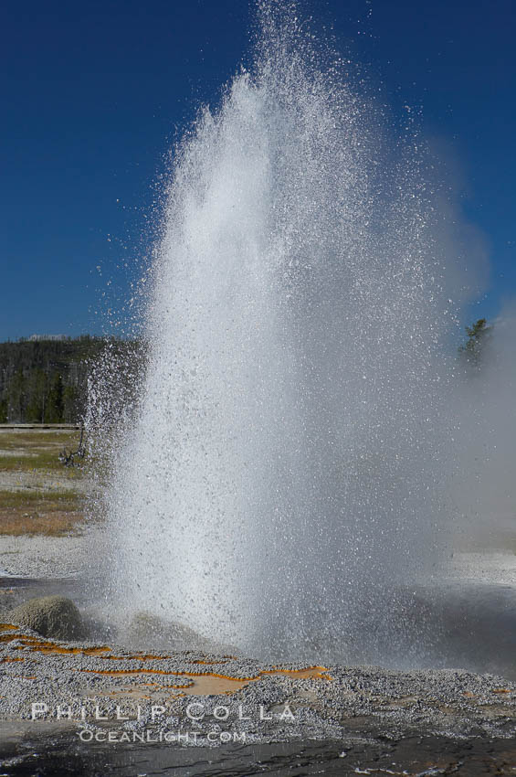 Jewel Geyser reaches heights of 15 to 30 feet and lasts for 1 to 2 minutes.  It cycles every 5 to 10 minutes.  Biscuit Basin. Yellowstone National Park, Wyoming, USA, natural history stock photograph, photo id 13503