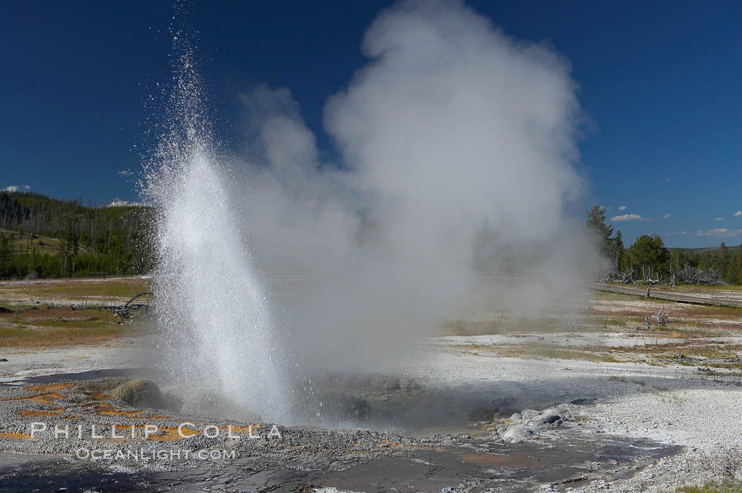 Jewel Geyser reaches heights of 15 to 30 feet and lasts for 1 to 2 minutes.  It cycles every 5 to 10 minutes.  Biscuit Basin. Yellowstone National Park, Wyoming, USA, natural history stock photograph, photo id 13501