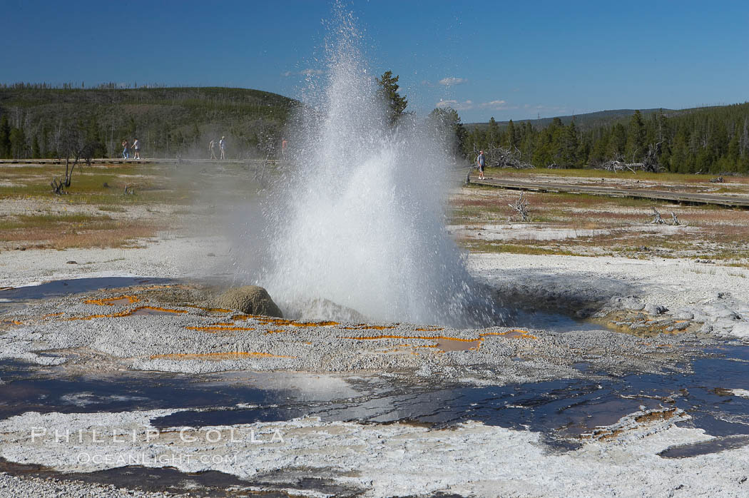 Jewel Geyser reaches heights of 15 to 30 feet and lasts for 1 to 2 minutes.  It cycles every 5 to 10 minutes.  Biscuit Basin. Yellowstone National Park, Wyoming, USA, natural history stock photograph, photo id 13505