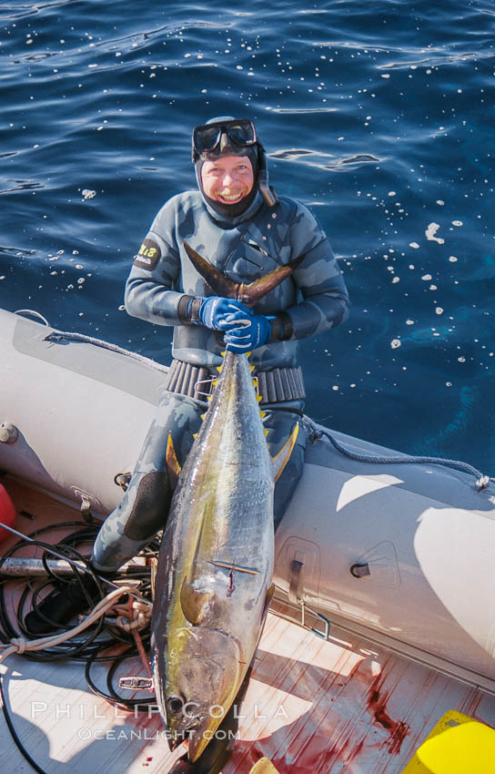 Joe Tobin with yellowfin tuna, Guadalupe Island, Mexico. Guadalupe Island (Isla Guadalupe), Baja California, natural history stock photograph, photo id 36234