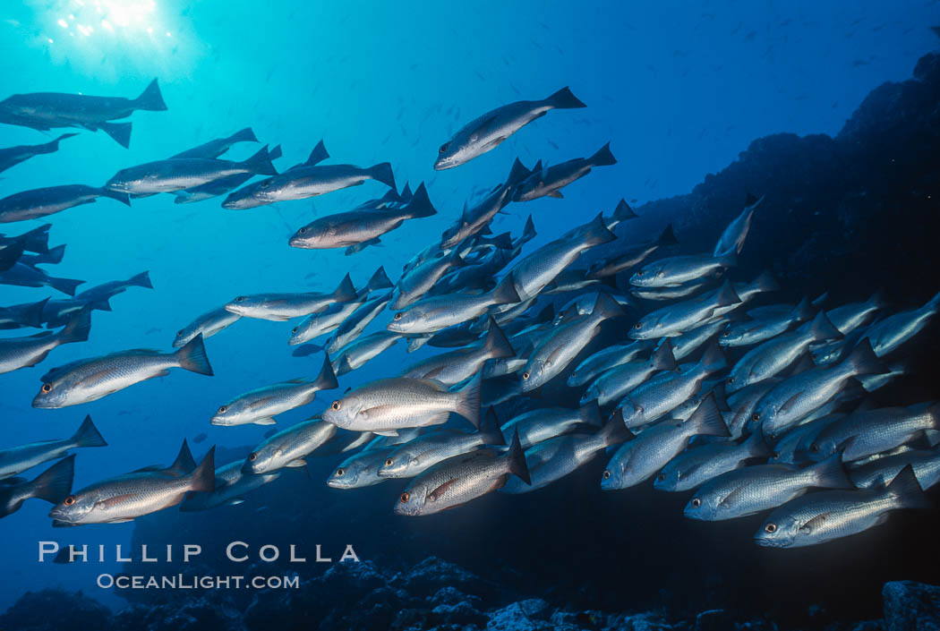 Schooling Jordans snapper. Cocos Island, Costa Rica, natural history stock photograph, photo id 02037