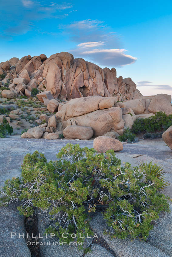 Desert southwest scenic in Joshua Tree National Park, California. USA, natural history stock photograph, photo id 26763