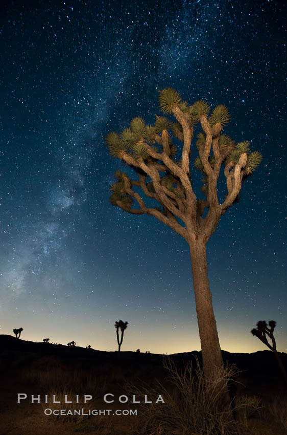 The Milky Way Galaxy shines in the night sky with a Joshua Tree silhouetted in the foreground. Joshua Tree National Park, California, USA, natural history stock photograph, photo id 27806