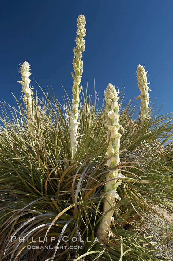 Unidentified yucca or agave. Joshua Tree National Park, California, USA, natural history stock photograph, photo id 11918