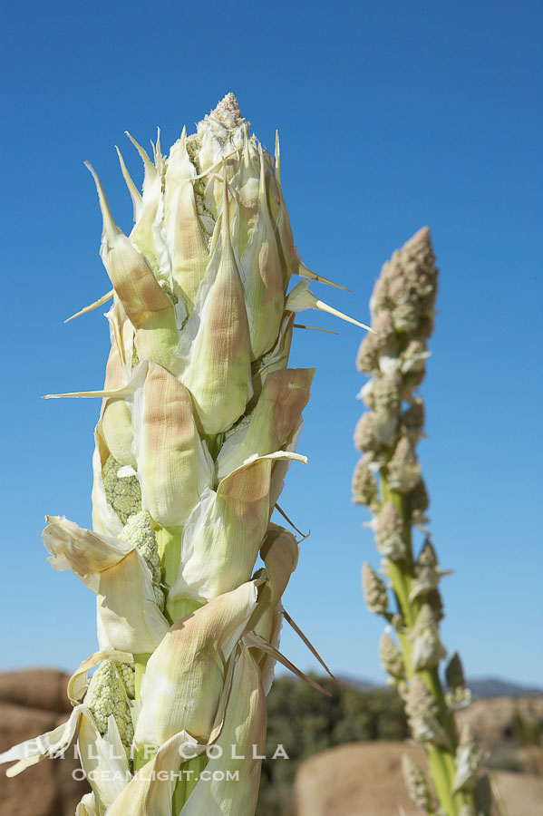 Unidentified yucca or agave., natural history stock photograph, photo id 11922