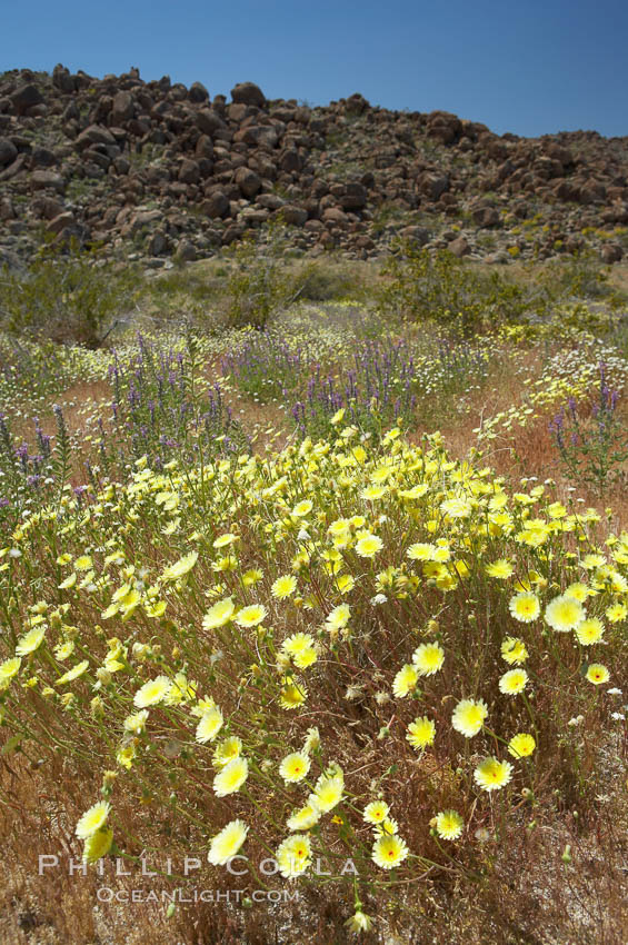 Springtime wildflowers bloom in Joshua Tree National Park following record rainfall in 2005. California, USA, natural history stock photograph, photo id 11962