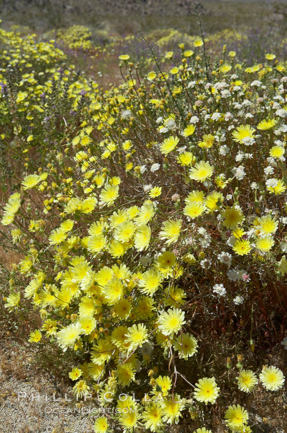 Springtime wildflowers bloom in Joshua Tree National Park following record rainfall in 2005. California, USA, natural history stock photograph, photo id 11970