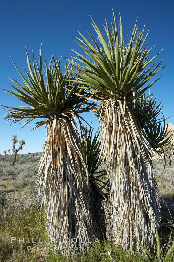 Unidentified. Joshua Tree National Park, California, USA, natural history stock photograph, photo id 12010