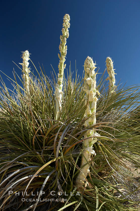 Unidentified yucca or agave. Joshua Tree National Park, California, USA, natural history stock photograph, photo id 11916