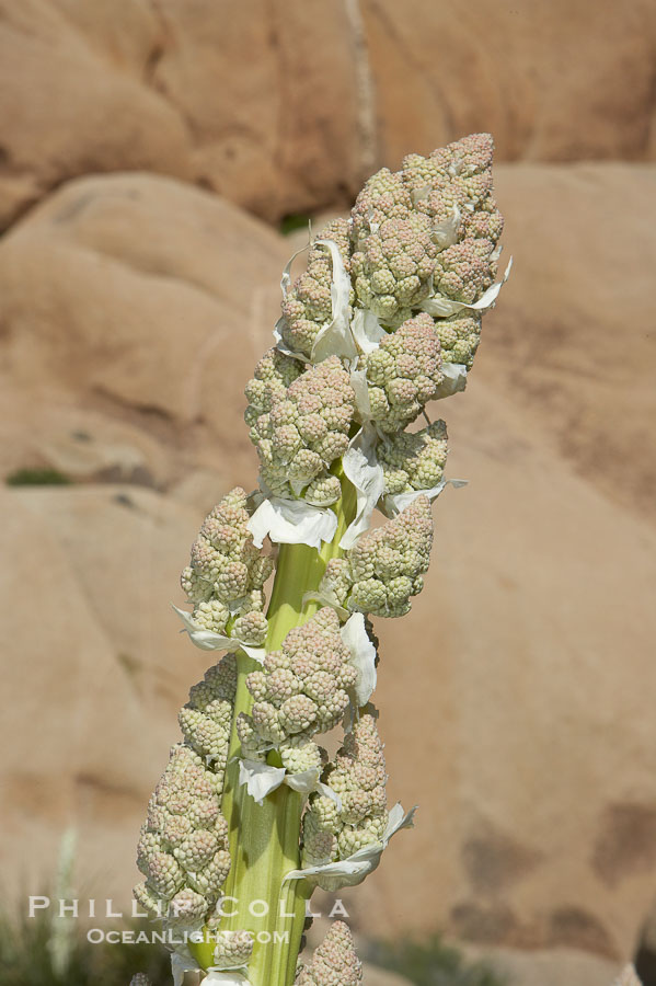 Unidentified yucca or agave., natural history stock photograph, photo id 11920