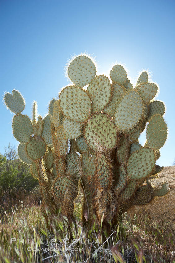 Unidentified cactus. Joshua Tree National Park, California, USA, natural history stock photograph, photo id 11924