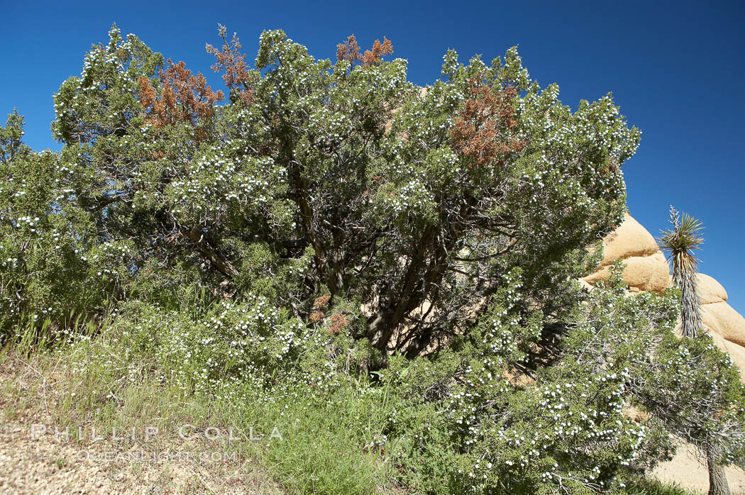Unidentified. Joshua Tree National Park, California, USA, natural history stock photograph, photo id 11952