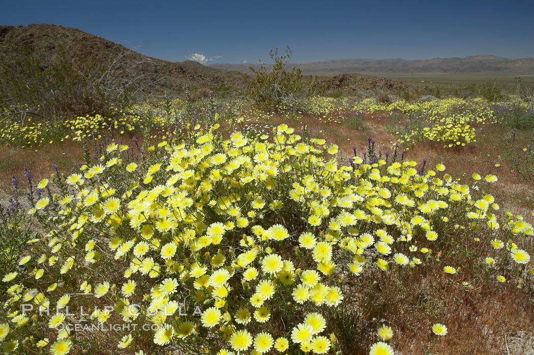 Springtime wildflowers bloom in Joshua Tree National Park following record rainfall in 2005. California, USA, natural history stock photograph, photo id 11960