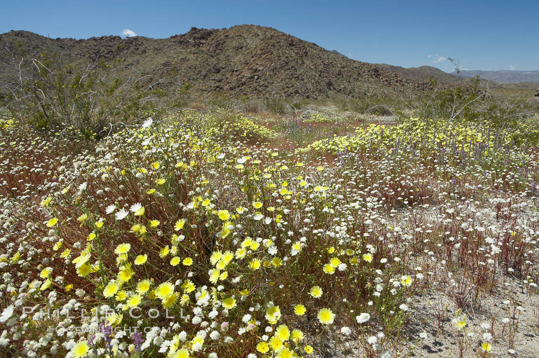 Springtime wildflowers bloom in Joshua Tree National Park following record rainfall in 2005. California, USA, natural history stock photograph, photo id 11968