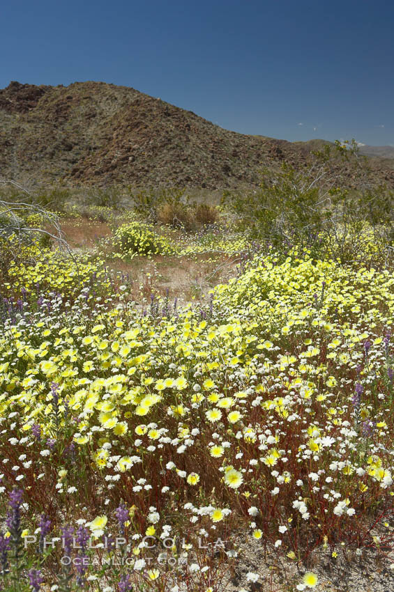 Springtime wildflowers bloom in Joshua Tree National Park following record rainfall in 2005. California, USA, natural history stock photograph, photo id 11972