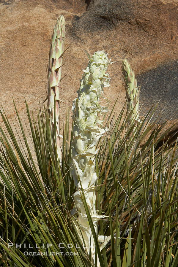 Unidentified yucca or agave., natural history stock photograph, photo id 11915
