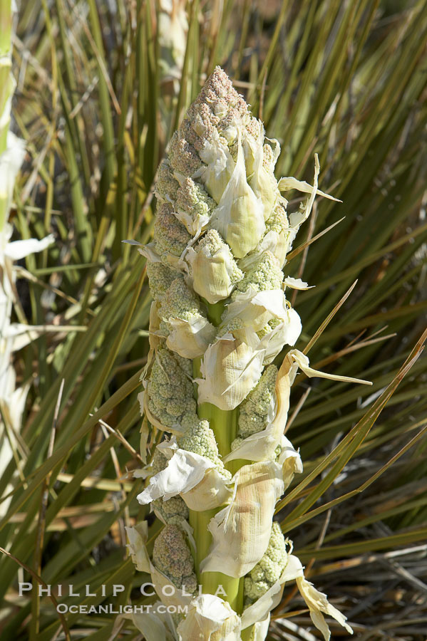 Unidentified yucca or agave., natural history stock photograph, photo id 11919