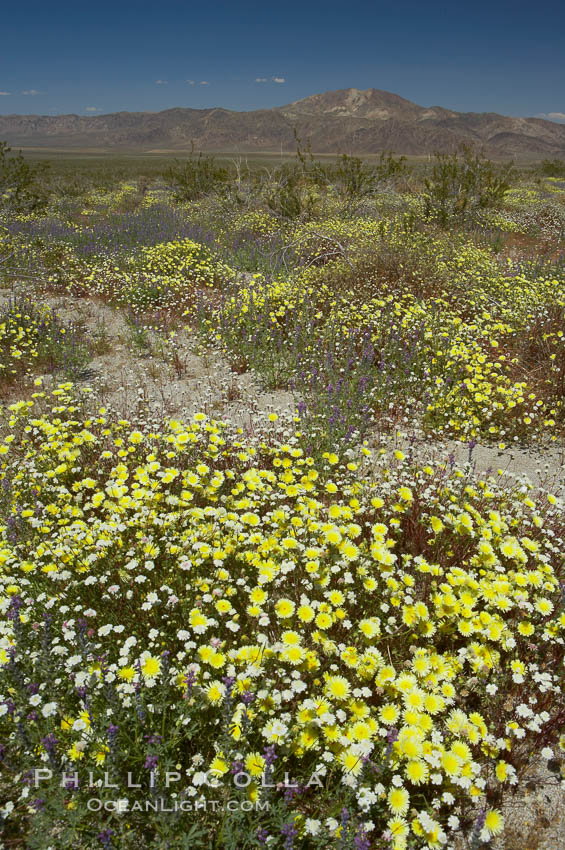 Springtime wildflowers bloom in Joshua Tree National Park following record rainfall in 2005. California, USA, natural history stock photograph, photo id 11967
