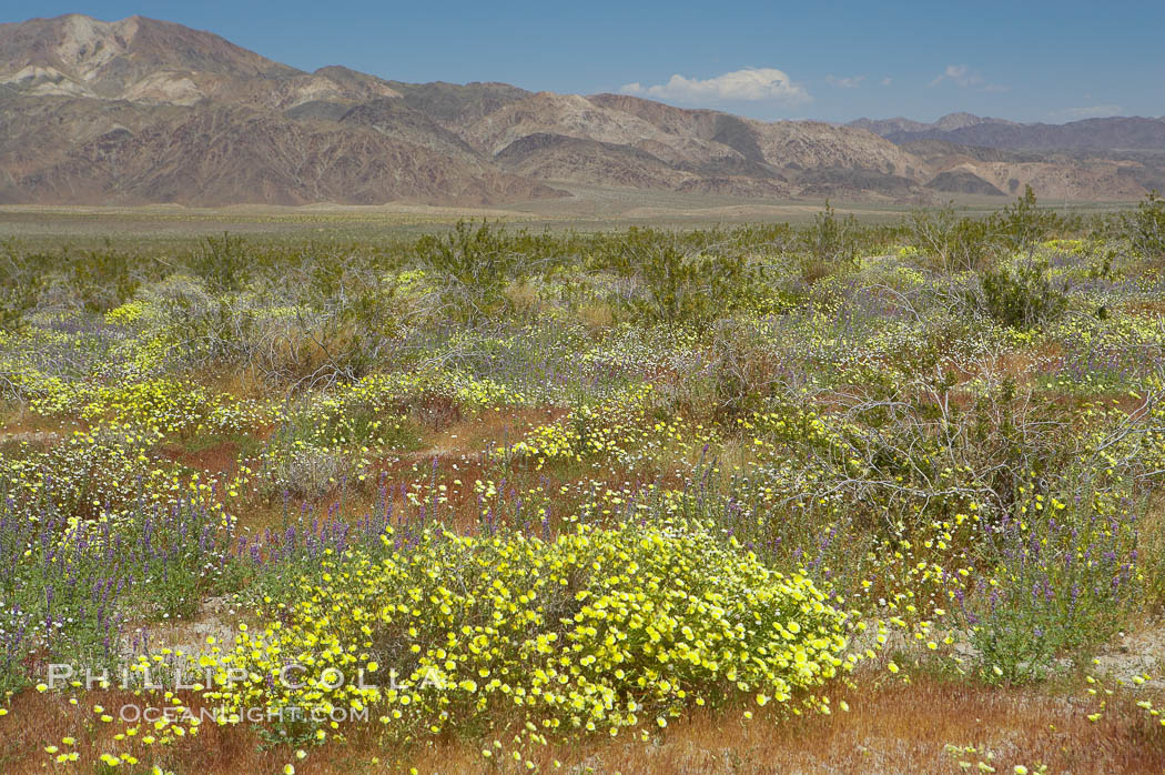 Springtime wildflowers bloom in Joshua Tree National Park following record rainfall in 2005. California, USA, natural history stock photograph, photo id 11971