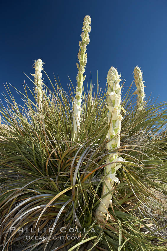 Unidentified yucca or agave. Joshua Tree National Park, California, USA, natural history stock photograph, photo id 11917
