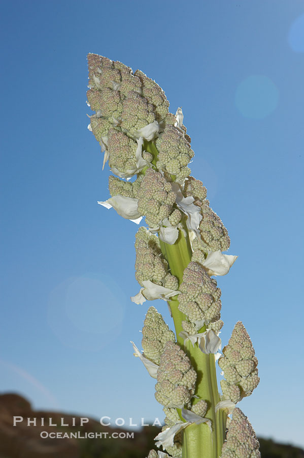 Unidentified yucca or agave., natural history stock photograph, photo id 11921