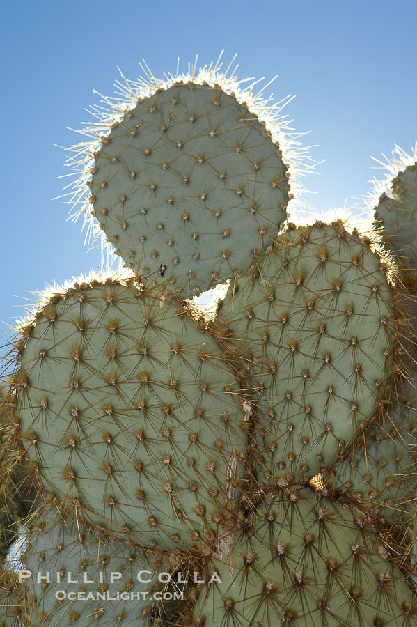 Unidentified cactus., natural history stock photograph, photo id 11925