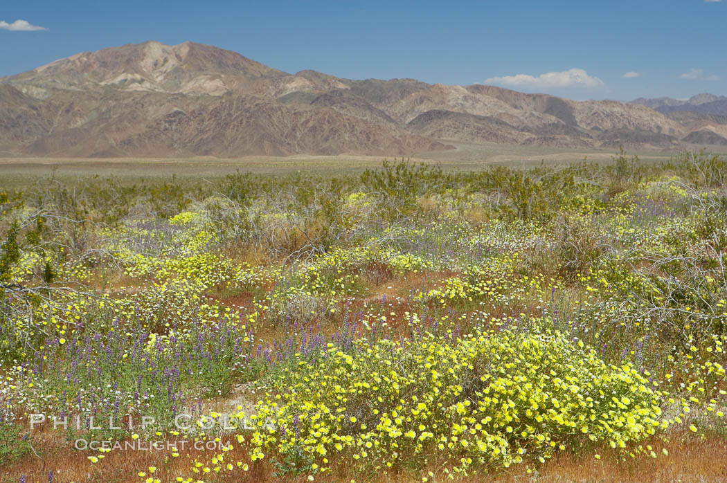 Springtime wildflowers bloom in Joshua Tree National Park following record rainfall in 2005. California, USA, natural history stock photograph, photo id 11961