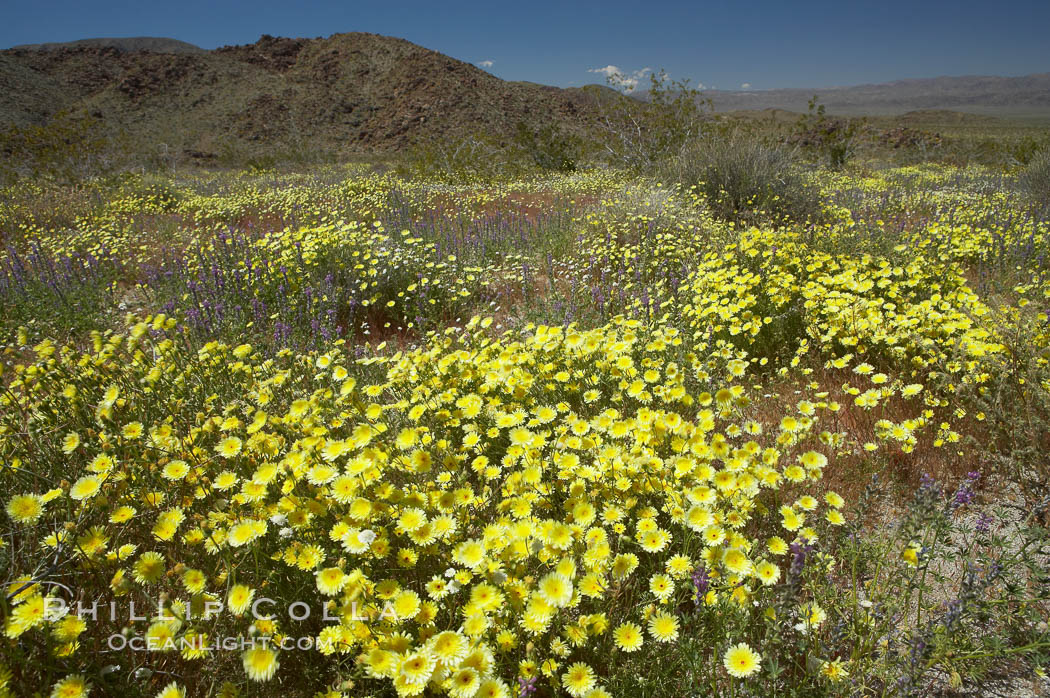 Springtime wildflowers bloom in Joshua Tree National Park following record rainfall in 2005. California, USA, natural history stock photograph, photo id 11965