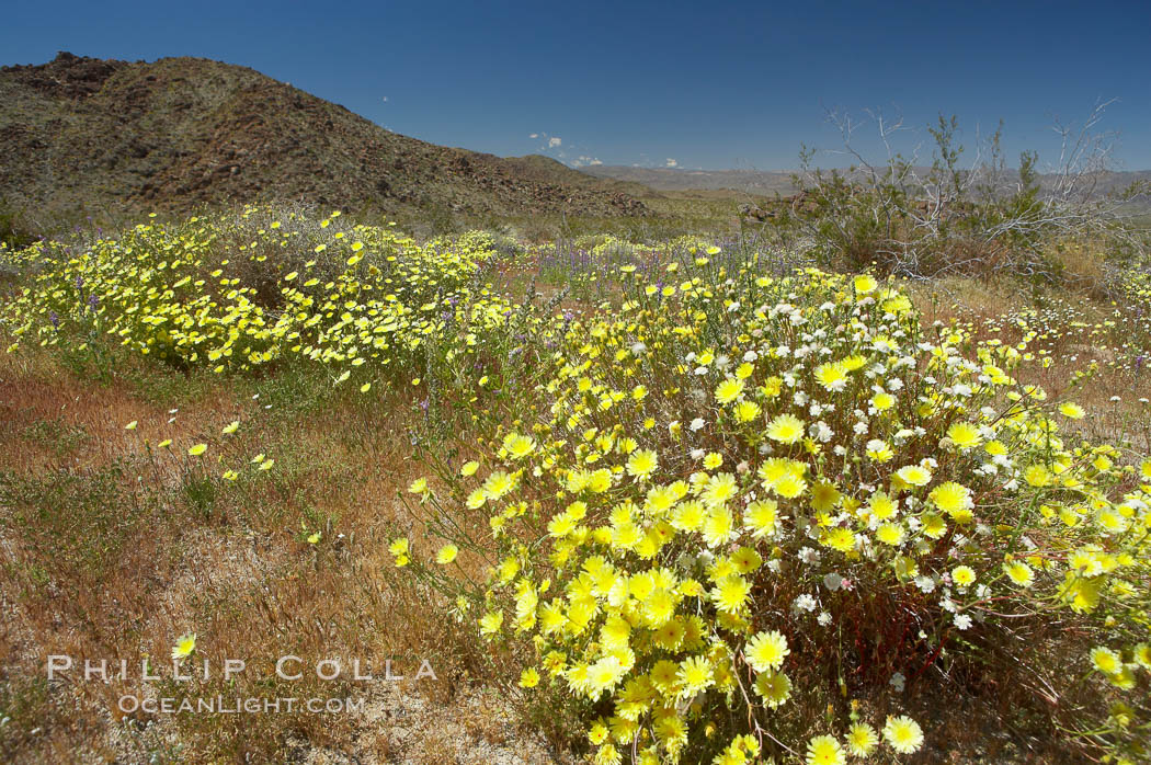 Springtime wildflowers bloom in Joshua Tree National Park following record rainfall in 2005. California, USA, natural history stock photograph, photo id 11969