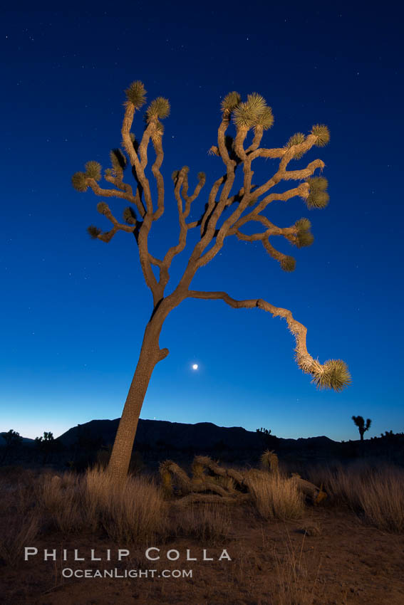 Joshua tree and stars at night. The Joshua Tree is a species of yucca common in the lower Colorado desert and upper Mojave desert ecosystems. Joshua Tree National Park, California, USA, natural history stock photograph, photo id 27812