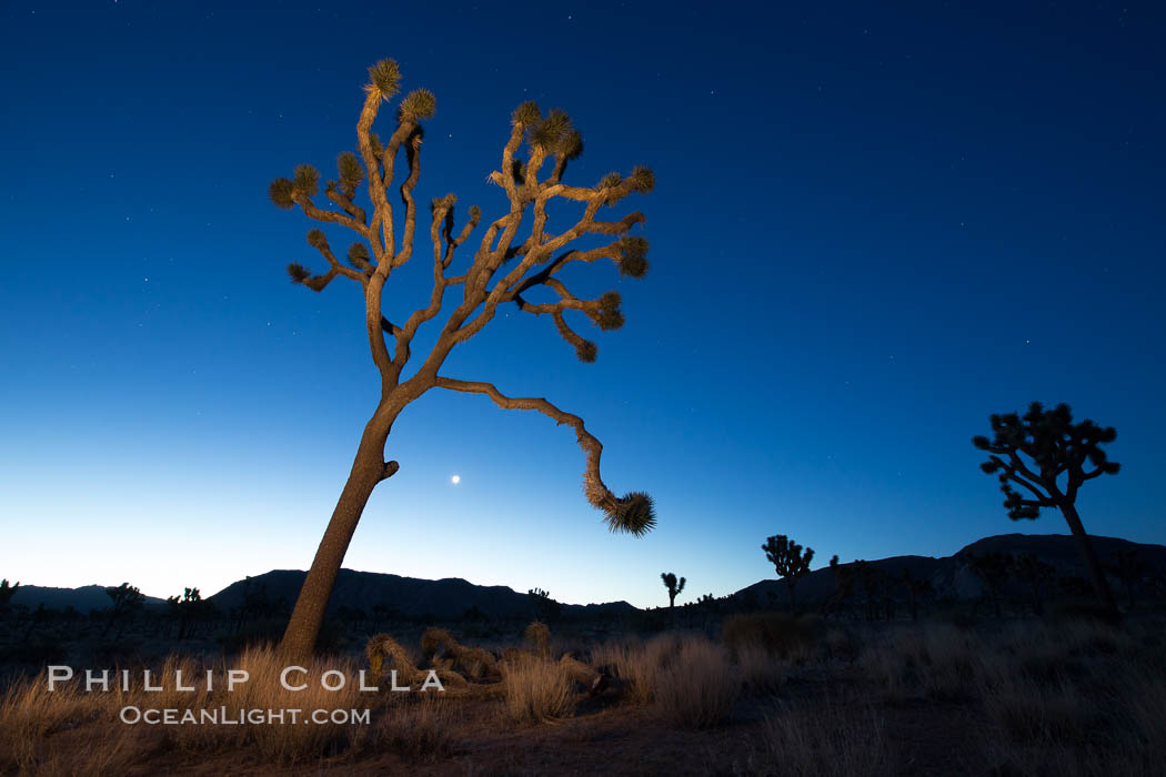 Joshua tree and stars at night. The Joshua Tree is a species of yucca common in the lower Colorado desert and upper Mojave desert ecosystems. Joshua Tree National Park, California, USA, natural history stock photograph, photo id 27813