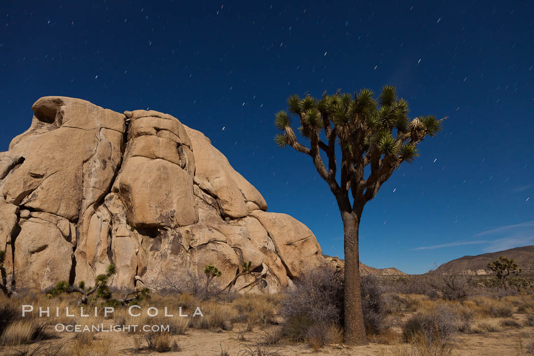 Joshua tree and stars, moonlit night. The Joshua Tree is a species of yucca common in the lower Colorado desert and upper Mojave desert ecosystems. Joshua Tree National Park, California, USA, Yucca brevifolia, natural history stock photograph, photo id 27712