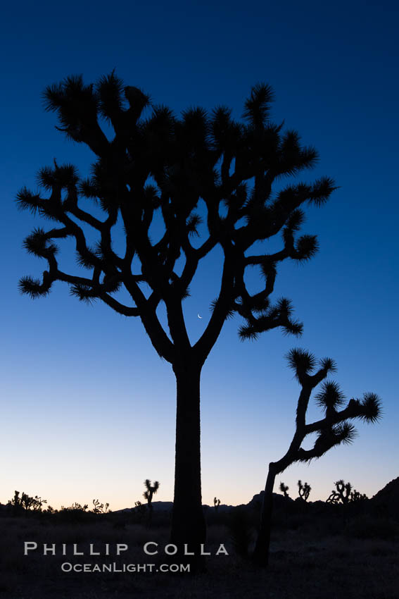 Joshua Trees and crescent moon silhouetted against predawn sunrise light. Joshua Tree National Park, California, USA, natural history stock photograph, photo id 27814