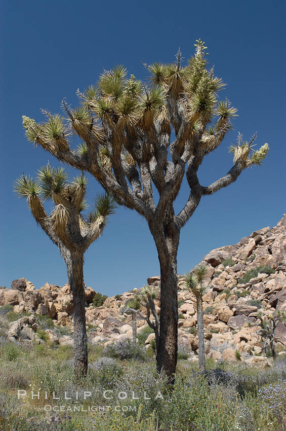 Joshua Trees, a tree form of yucca inhabiting the Mojave and Sonoran Deserts. Joshua Tree National Park, California, USA, Yucca brevifolia, natural history stock photograph, photo id 09146