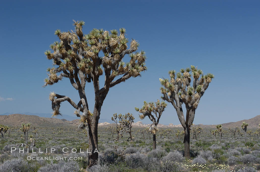 Joshua Trees, a tree form of yucca inhabiting the Mojave and Sonoran Deserts. Joshua Tree National Park, California, USA, Yucca brevifolia, natural history stock photograph, photo id 09150