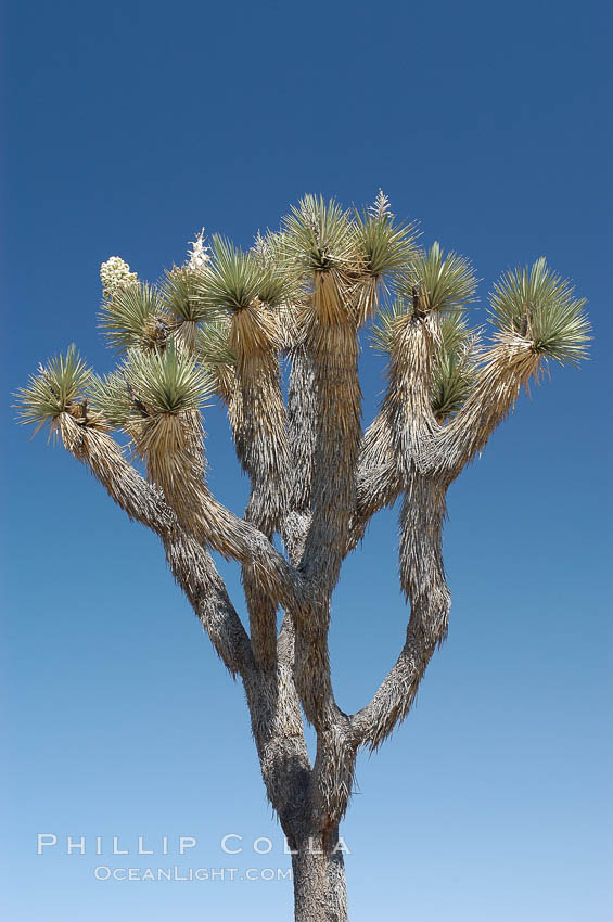 Variegated branching of the Joshua tree, a tree-form of yucca / agave. Joshua Tree National Park, California, USA, Yucca brevifolia, natural history stock photograph, photo id 09154