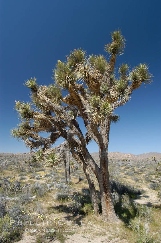 Joshua Trees, a tree form of yucca inhabiting the Mojave and Sonoran Deserts. Joshua Tree National Park, California, USA, Yucca brevifolia, natural history stock photograph, photo id 09158