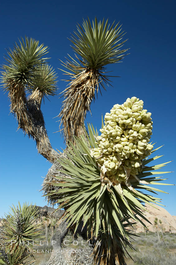 Fruit cluster blooms on a Joshua tree in spring. Joshua Tree National Park, California, USA, Yucca brevifolia, natural history stock photograph, photo id 11986