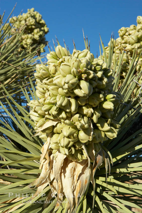 Fruit cluster blooms on a Joshua tree in spring. Joshua Tree National Park, California, USA, Yucca brevifolia, natural history stock photograph, photo id 11990