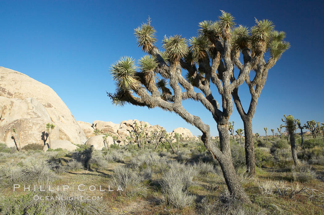 Joshua trees and strange rock formations characteristic of the Mojave desert region of Joshua Tree National Park. California, USA, Yucca brevifolia, natural history stock photograph, photo id 11998