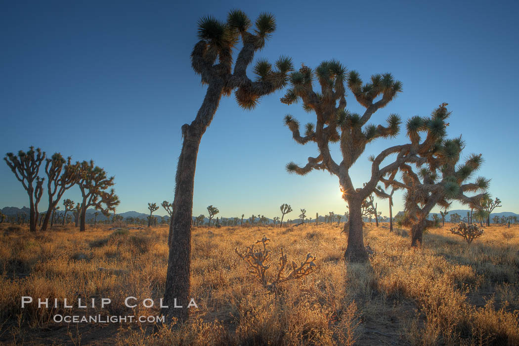 Sunrise in Joshua Tree National Park. California, USA, Yucca brevifolia, natural history stock photograph, photo id 22102