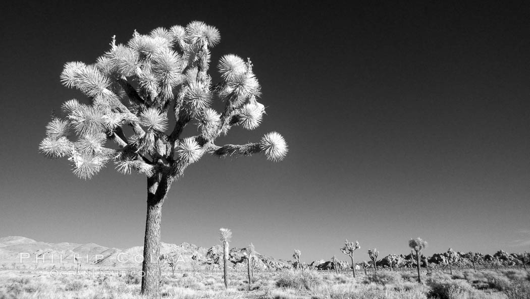Joshua tree, sunrise, infrared. Joshua Tree National Park, California, USA, Yucca brevifolia, natural history stock photograph, photo id 22890