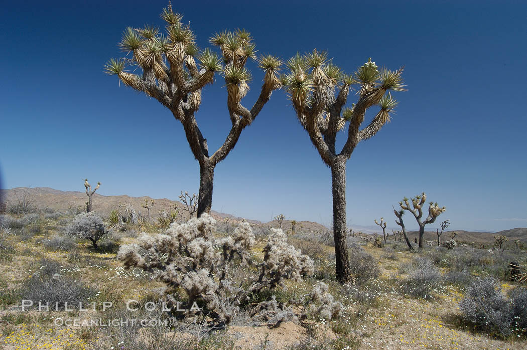 Joshua Trees, a tree form of yucca inhabiting the Mojave and Sonoran Deserts. Joshua Tree National Park, California, USA, Yucca brevifolia, natural history stock photograph, photo id 09148